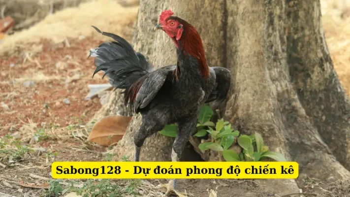 Sabong128 - Dự đoán phong độ chiến kê